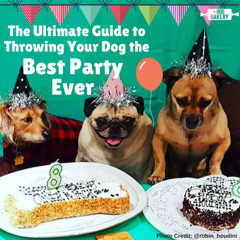 The Ultimate Guide to Throwing your dog the best party ever