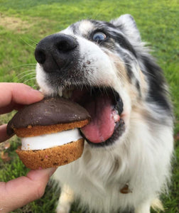 Can dogs eat oatmeal cookies shop