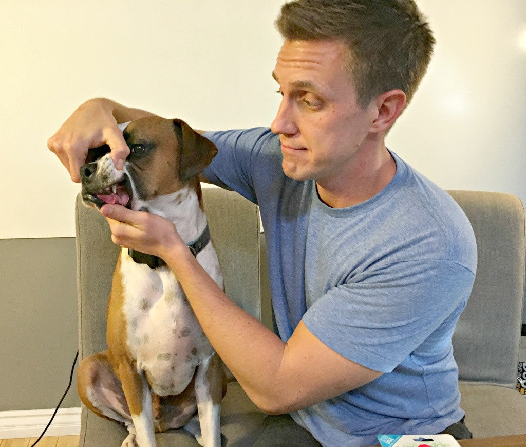 5 Reasons you Need to Brush your Dog's Teeth