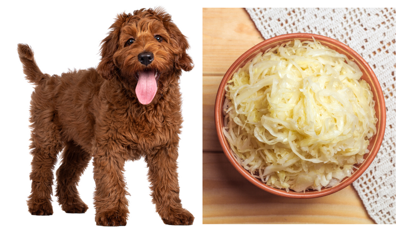 Can Dogs Eat Sauerkraut? Is This Side Dish Safe or Suspect?