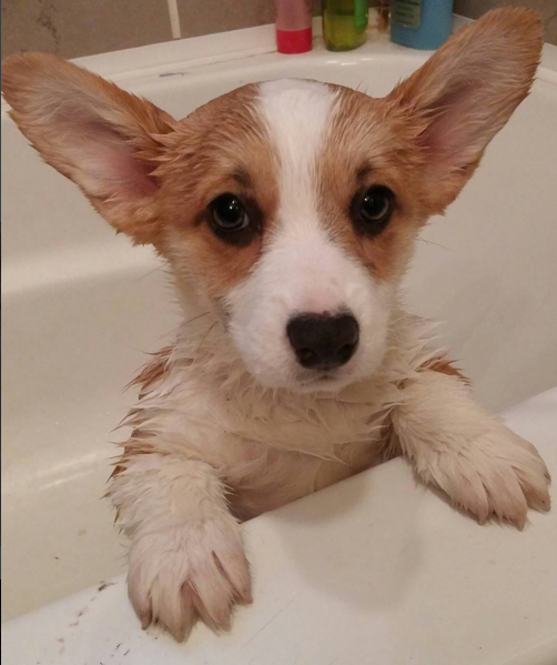 All Natural Spring Cleaning Tips for Your Pet – The Dog Bakery