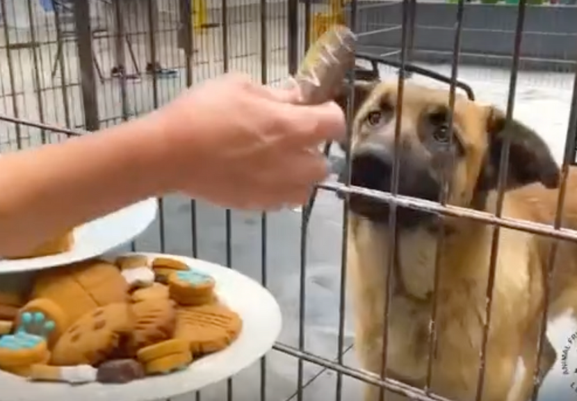 Shelter Dogs Enjoy Fresh Baked Treats!