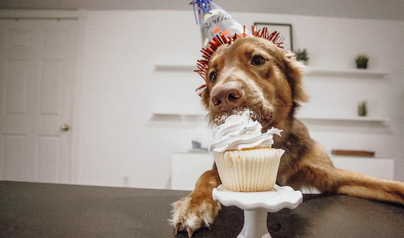 Can Dogs Eat Cupcakes?