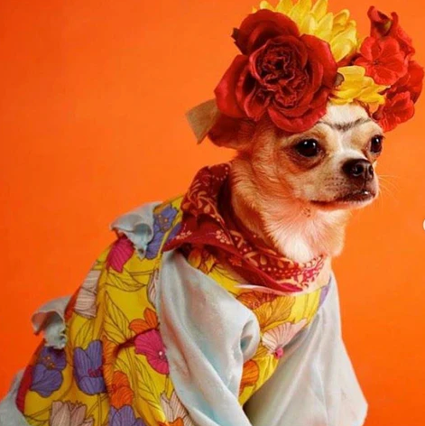 10 Awesome Themes For A Dog Birthday Party