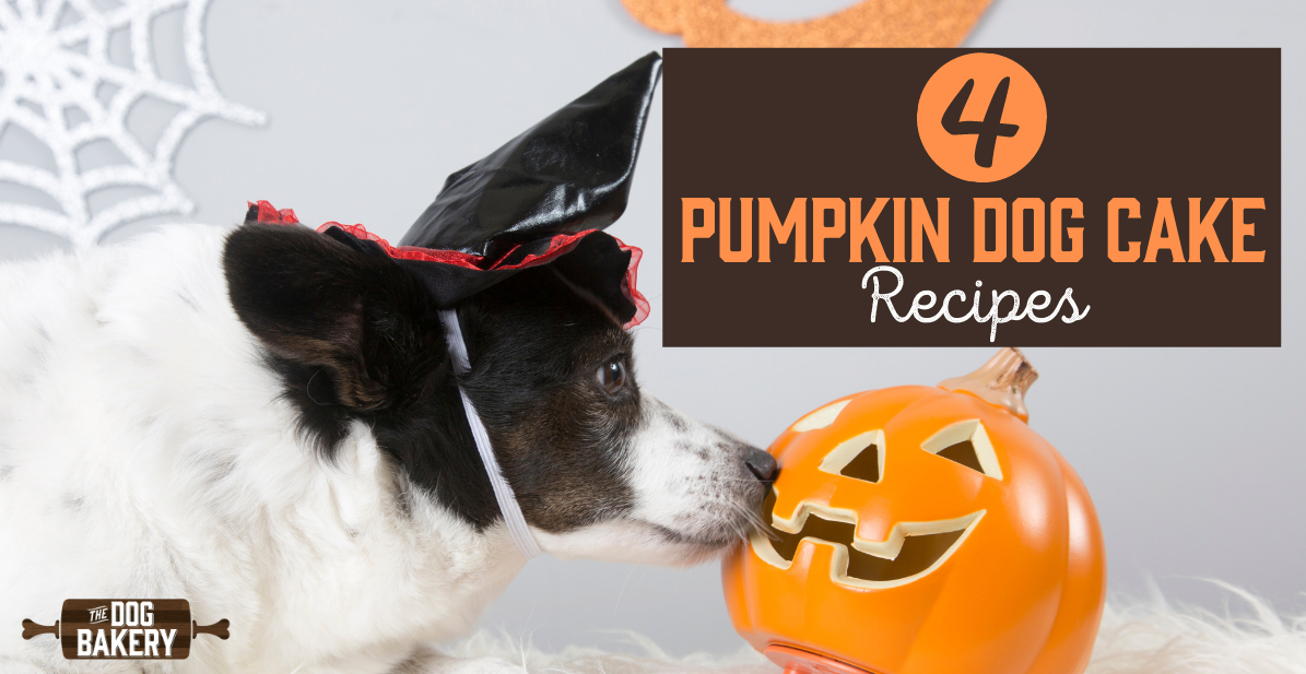 4 Best Pumpkin Dog Cake Recipes