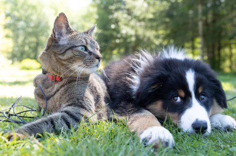 Creating a Relaxing Environment for Your Anxious Pet