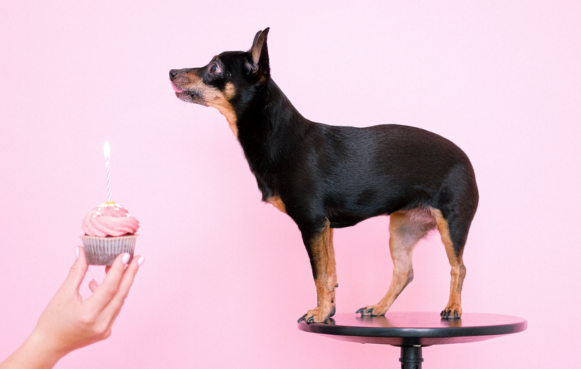 How to Plan a Birthday Meal for Your Chihuahua