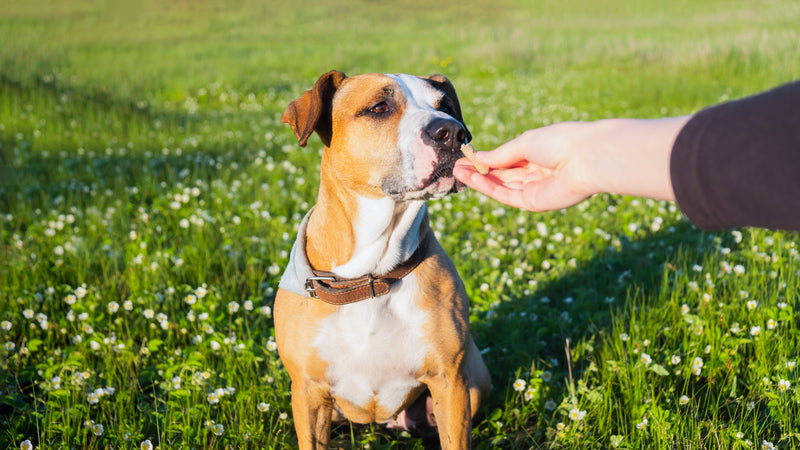 Supplements You Should Be Giving Your Pets
