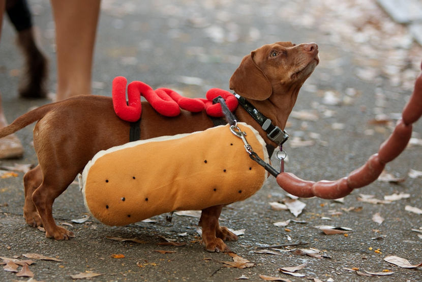 3 Ways to Celebrate Halloween With Your Dog