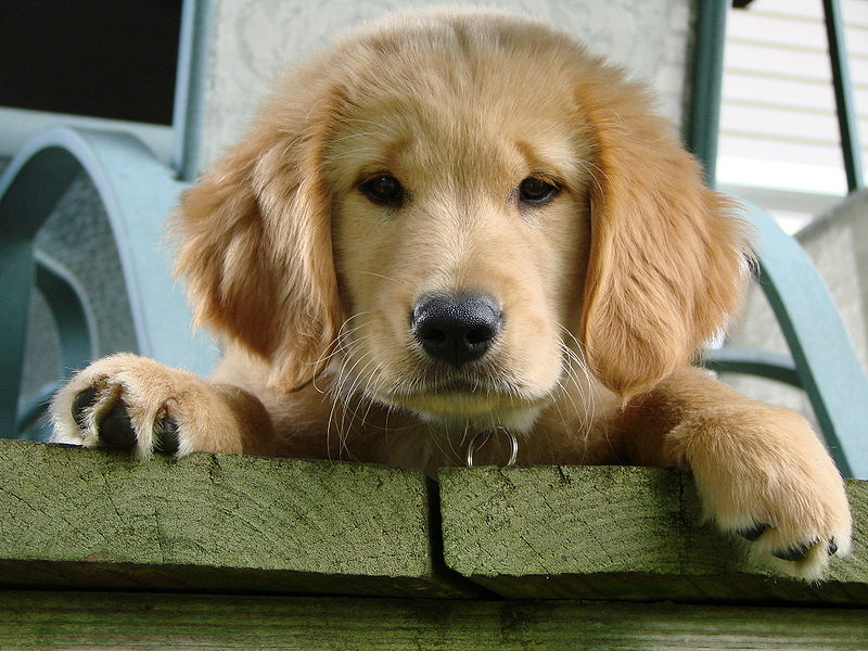 Homemade Dry Dog Food Recipe: Puppy Muddy Buddies