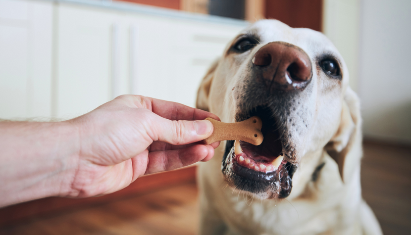 4 Homemade Bacon Dog Treats Your Dog Will Love