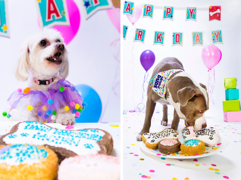 Where To Buy the Best Dog Birthday Cakes