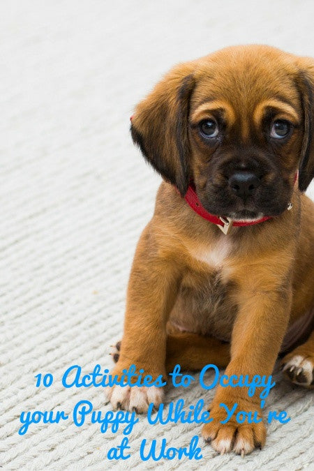 10 Activities to Occupy your Puppy While You're at Work