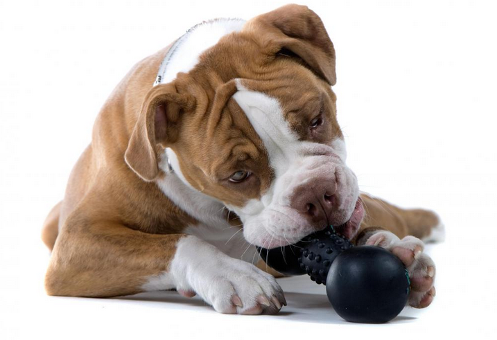 10 Durable, Eco-Friendly Dog Toys for The Toughest Chewers