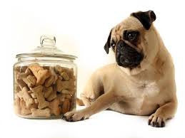 Dog Treats 101: What Kind, When, and How Many