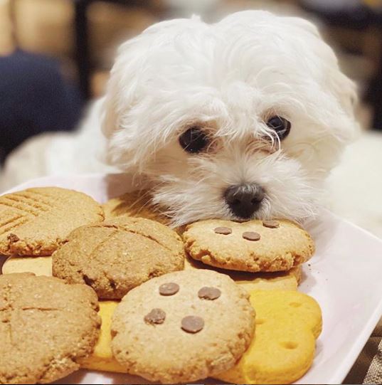 Can Dogs Eat Oatmeal Cookies?