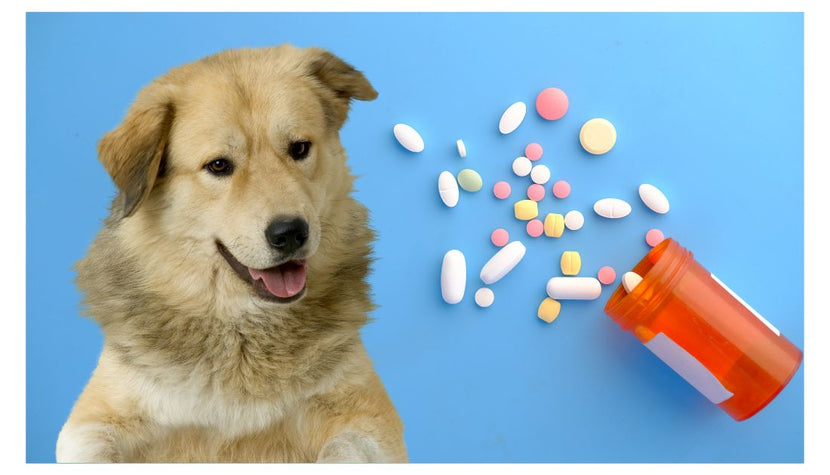 Can Dogs Take Human Medicine and Supplements?
