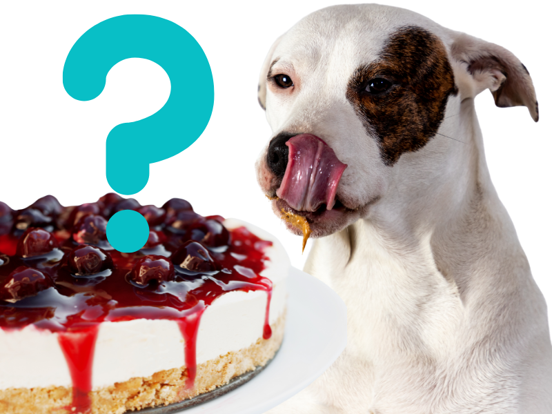 Can Dogs Eat Cheesecake? Yes! But Be Careful…