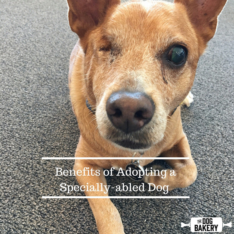 Benefits of Adopting a Specially-abled Dog