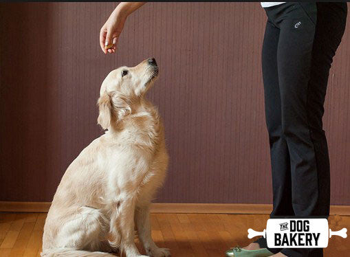 Teach your dog to sit, stay or roll over in under 30 minutes