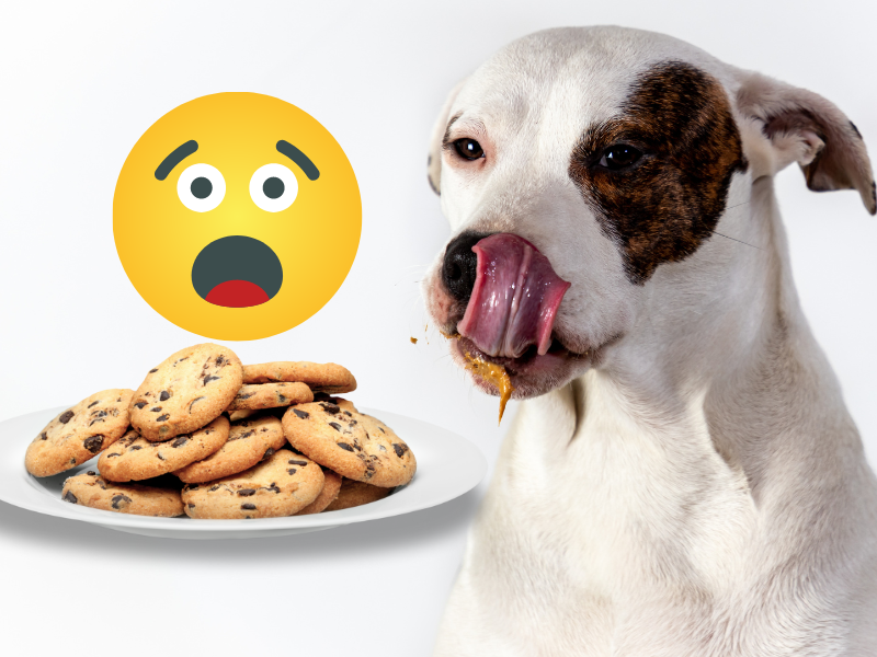 dog eats chocolate chip cookies