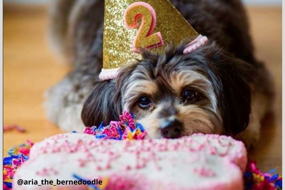 Can Dogs Eat Cake?