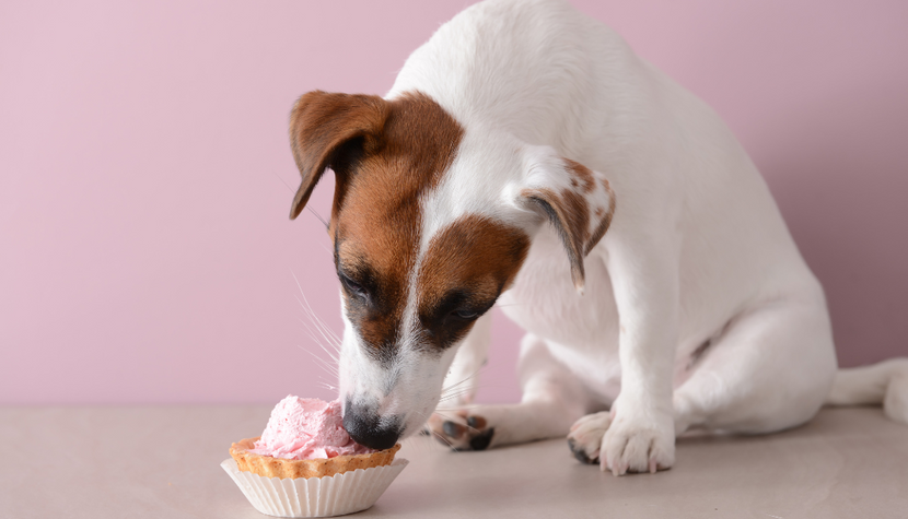 The 7 Best Grain Free Dog Cake Recipes Your Pooch Will Love