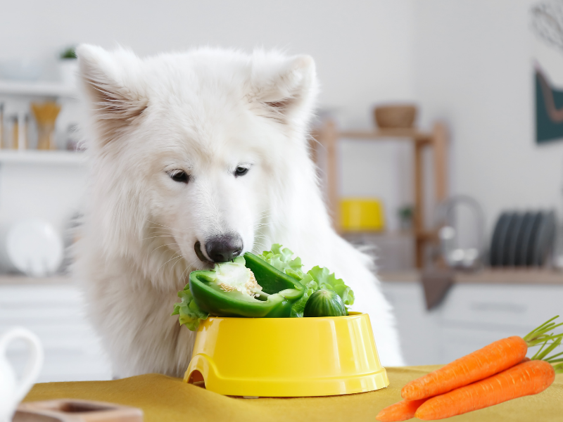 Never Feed Your Dog These 5 Veggies. They're Toxic For Dogs.