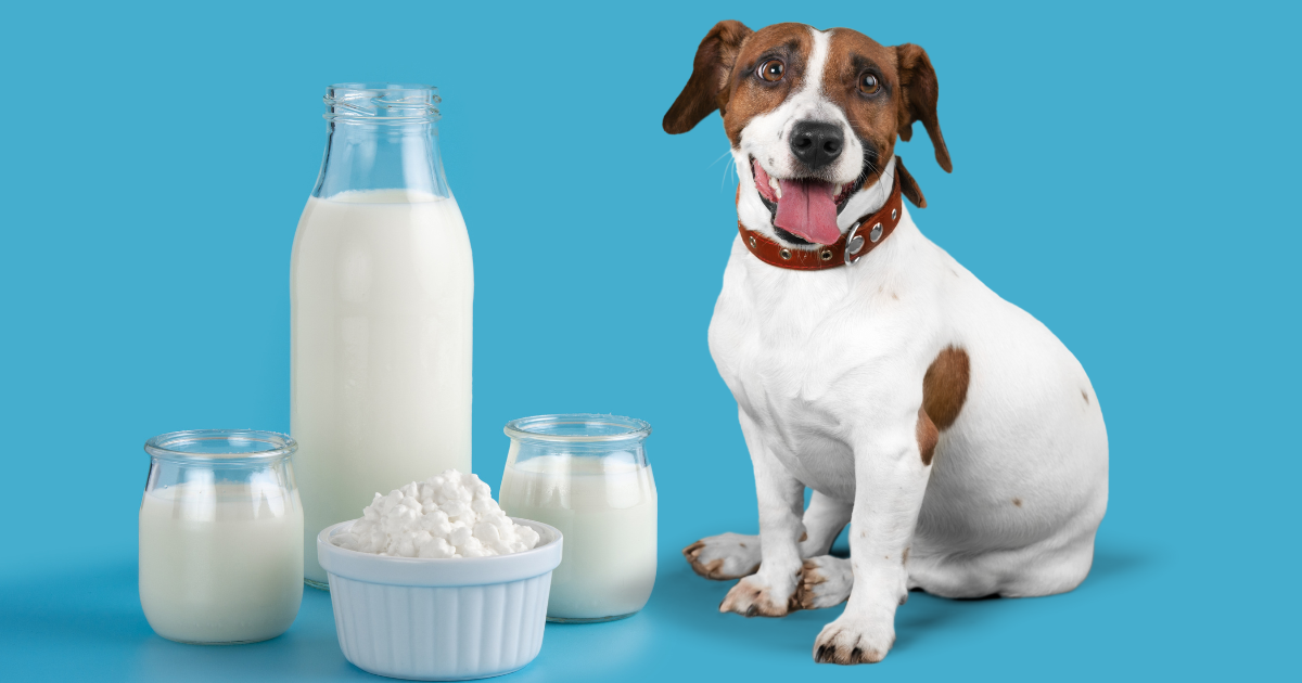 Dog&Milk