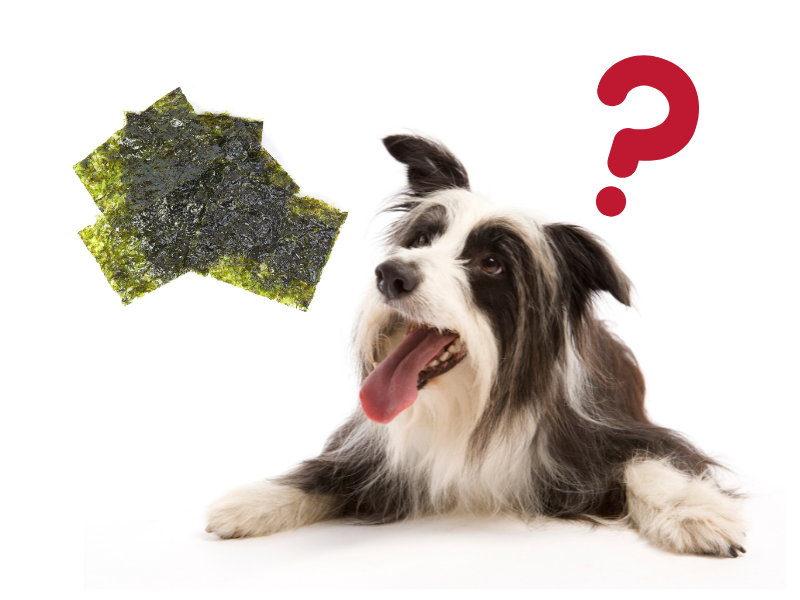 dog & Seaweed