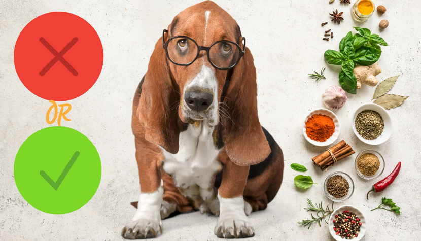 Never Give Your Dog These 13 Spices & Seasonings– They’re Toxic!