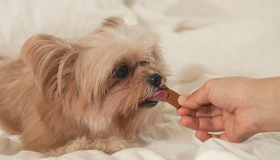 4 Diabetic Dog Approved Treats You Can