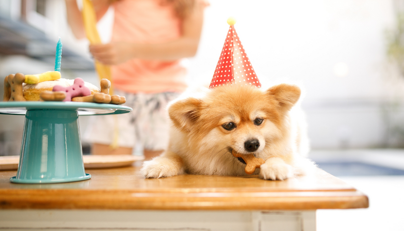 Homemade Birthday Treats for Dogs