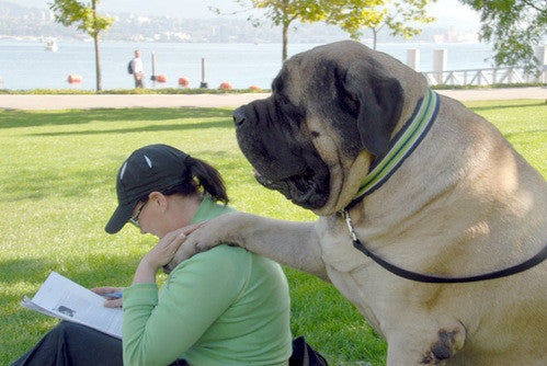 Are Giant Breed Dogs a Giant Responsibility?