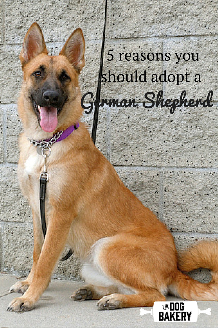 5 Reasons You Should Adopt a German Shepherd