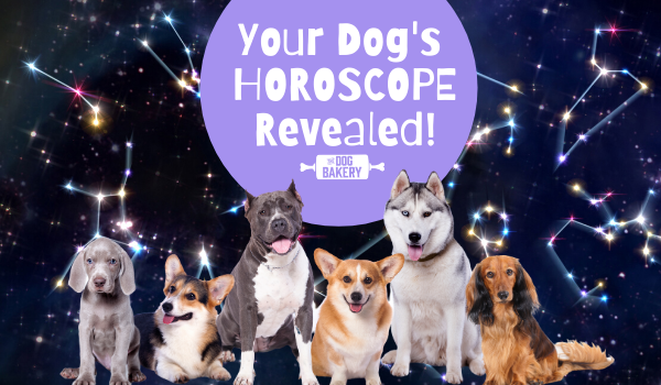 Your Dog's July Horoscope