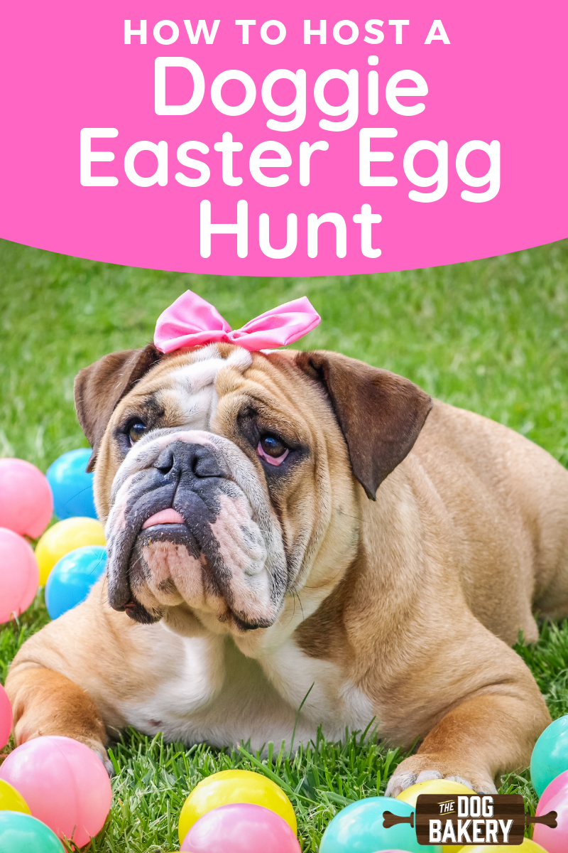 How to Host a Doggie Easter Egg Hunt