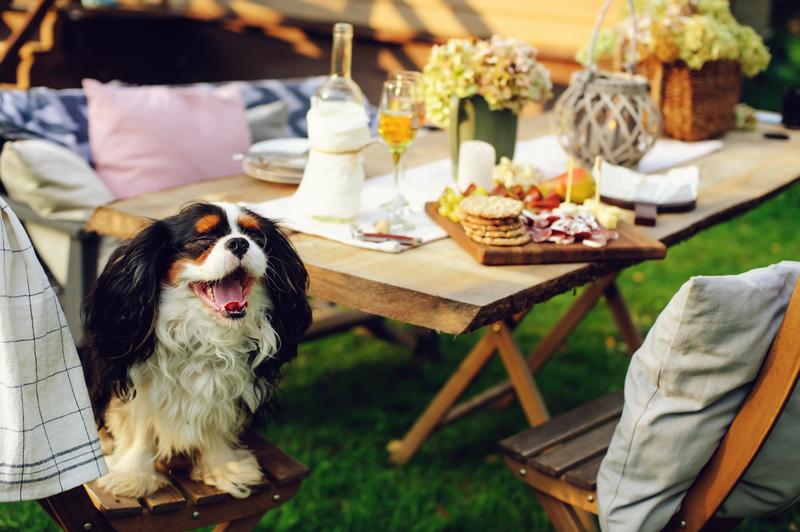 3 Dog Party Ideas for Spring Weather