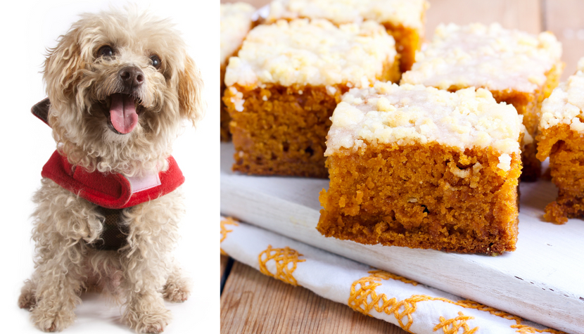 How to Make a Kefir Cake for Dogs