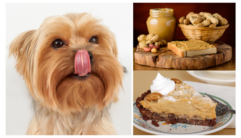 3 Peanut Butter Cake Recipes for Dogs