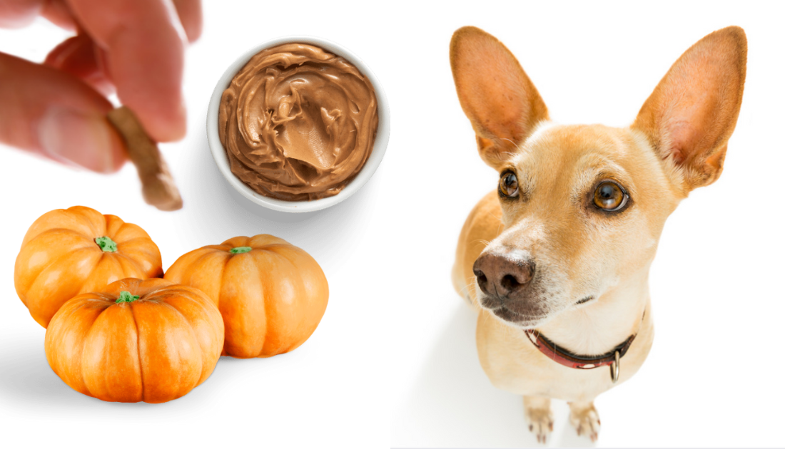 5 Pumpkin Peanut Butter Dog Treat Recipes