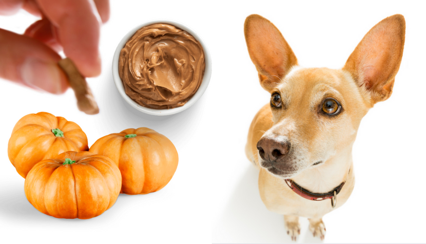 5 Pumpkin Peanut Butter Dog Treat Recipes