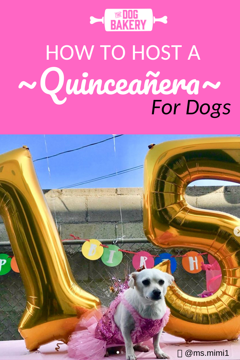 How to host a Doggie Quinceañera