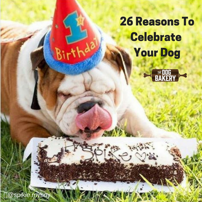 31 reasons to celebrate your dog like their birthday