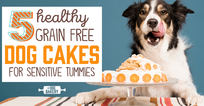 Healthiest Grain-Free Dog Cakes Recipes
