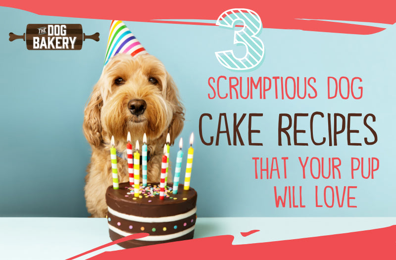 3 Scrumptious Dog Cake Recipes That Your Pup Will Love
