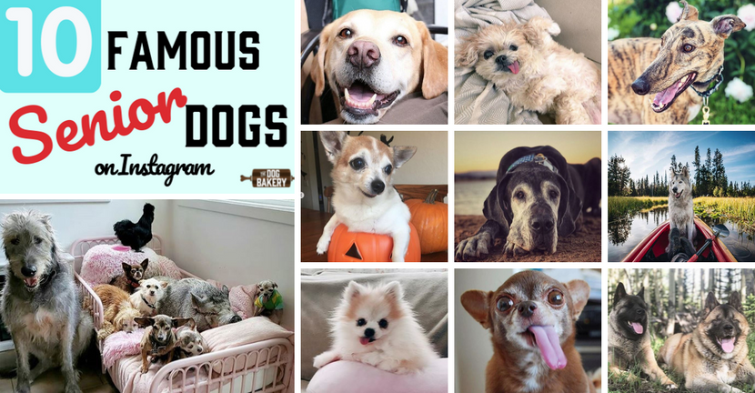 10 Really Famous Senior Dogs On Instagram