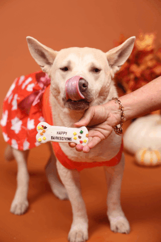 Happy Barksgiving Bone Cookie
