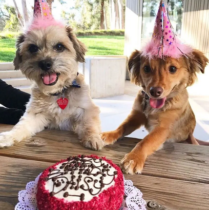 Dog Birthday Cake | Dog Cake | Puppy Birthday Cake – The Dog Bakery