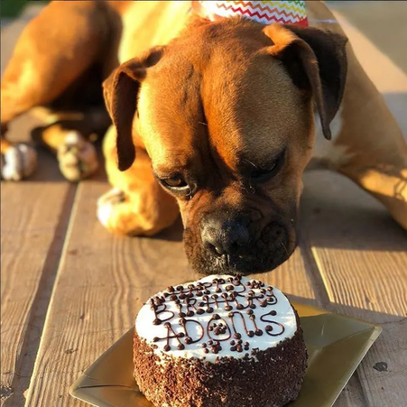 Dog birthday top cake brooklyn